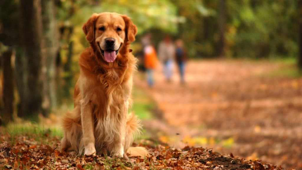 Hund Wald - Dronninglund Naturpark