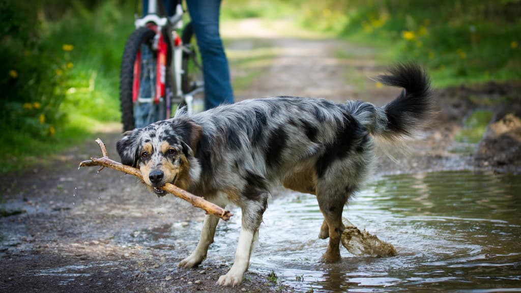 Hund Wald - Dronninglund Naturpark