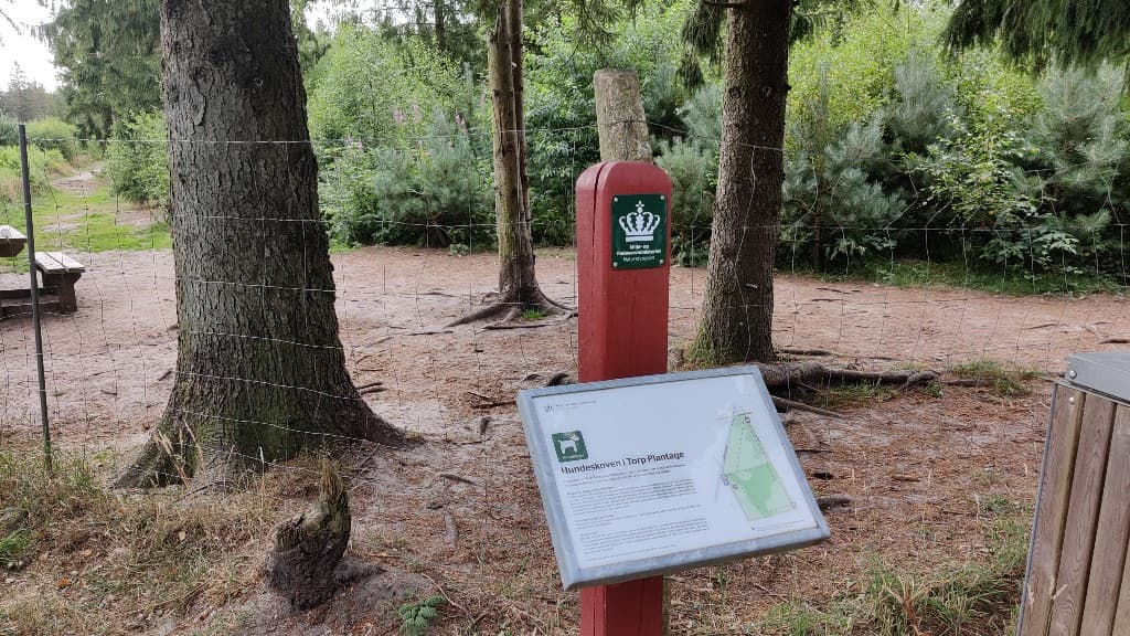 Torp Dog forest